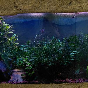 House of Evolution - Clown kili tank