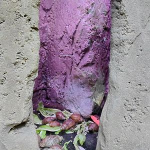 House of Evolution - snail exhibit