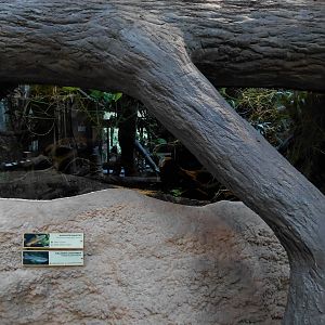 House of Evolution - lungfish tank