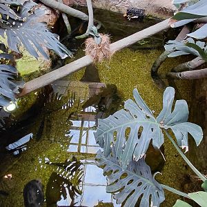 House of Evolution - mixed species tank