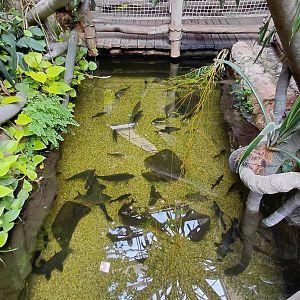 House of Evolution - mixed species tank