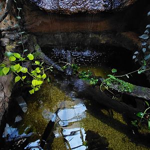 House of Evolution - mixed species tank