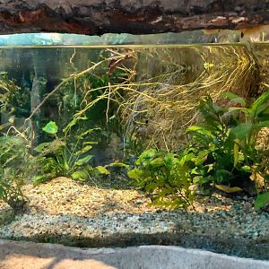 House of Evolution - cichlid tank