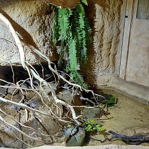 House of Evolution - crab exhibit