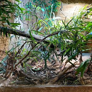 House of Evolution - tortoise exhibit