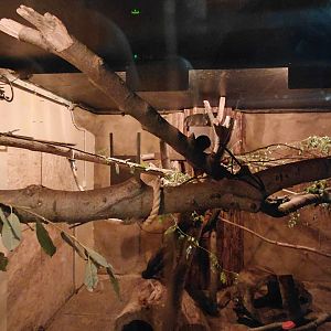 House of Evolution - hyrax exhibit