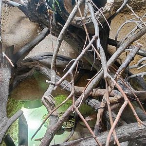 House of Evolution - python exhibit