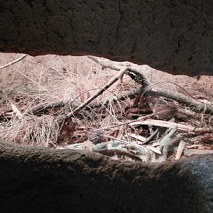 House of Evolution - assassin bug exhibit