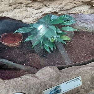 House of Evolution - Scorpion exhibit