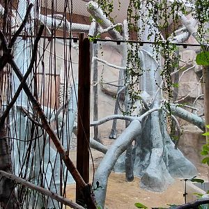 Diana monkey indoor exhibit