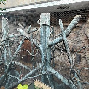 Diana monkey indoor exhibit