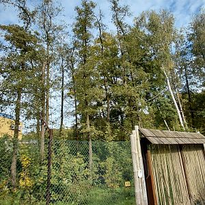 Diana monkey outdoor exhibit
