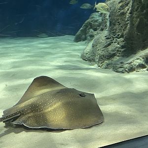 Sharpnose/whitespotted whipray (Maculabatis gerrardi) in OdySea Voyager’s first tank