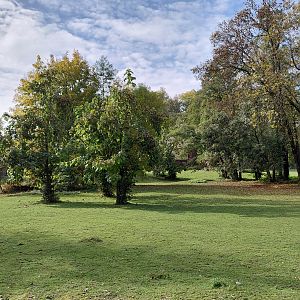 Grévy's zebra outdoor exhibit