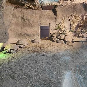 Tortoise indoor exhibit