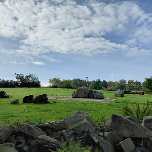 Bactrian camel exhibit