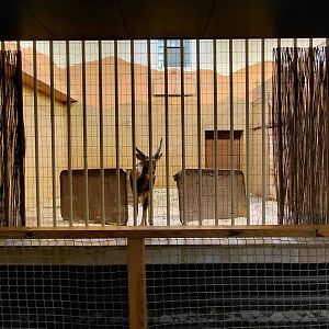 Nile lechwe indoor exhibit
