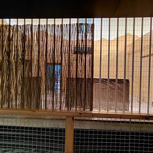 Nile lechwe indoor exhibit