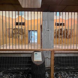 Common eland indoor exhibit