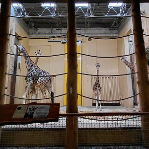 Rotschild's giraffe indoor exhibit