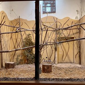 Ground hornbill indoor exhibit