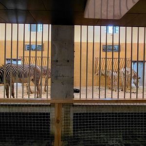 Grévy's zebra indoor exhibit