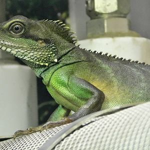Chinese Water Dragon (Physignathus Cocincinus) October 11, 2025