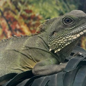 Chinese Water Dragon (Physignathus Cocincinus) October 11, 2025