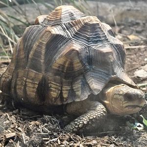 Juvenile Angonoka Tortoise (Astrochelys yniphora) October 11, 2025