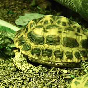 Spider Tortoise (Pyxis arachnoides arachnoides) October 11, 2025
