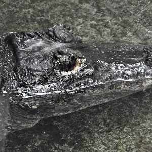 Chinese Alligator (Alligator sinensis) October 11, 2025