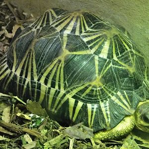 Radiated Tortoise (Astrochelys radiata) October 11, 2025