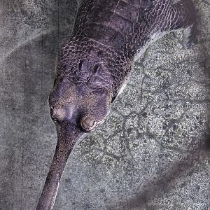 Gharial (Gavialis gangeticus) October 11, 2025