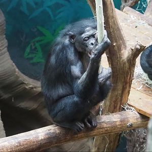 Bonobo (Pan paniscus), 2024-03-04