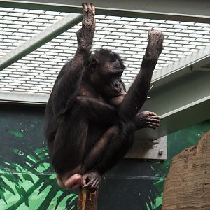 Bonobo (Pan paniscus), 2024-03-04