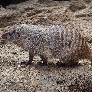 Banded mongoose (Mungos mungo), 2024-03-04