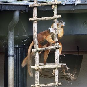 Black lemurs (Eulemur macaco), 2024-03-04