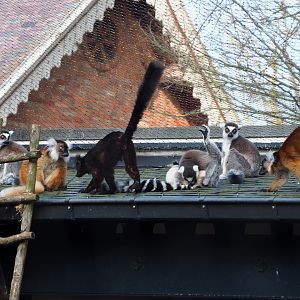 Black lemurs (Eulemur macaco) and Ring-tailed lemurs (Lemur catta), 2024-03-04