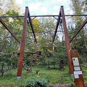 Cinereous vulture aviary
