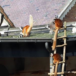 Black lemurs (Eulemur macaco) and Ring-tailed lemurs (Lemur catta), 2024-03-04