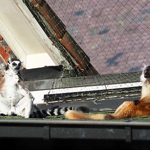 Ring-tailed lemur (Lemur catta) and Black lemur (Eulemur macaco), 2024-03-04
