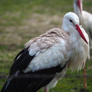 European white stork (Ciconia ciconia), 2024-03-04