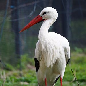 European white stork (Ciconia ciconia), 2024-03-04