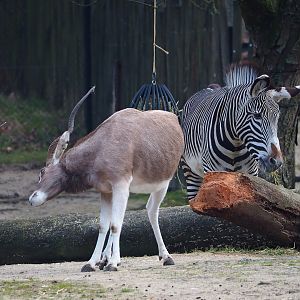 Addax (Addax nasomaculatus) and Grévy's zebra (Equus grevyi), 2024-03-04