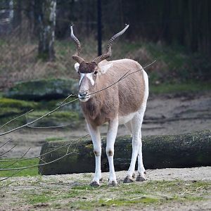 Addax (Addax nasomaculatus), 2024-03-04