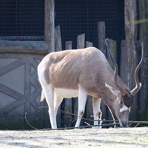 Addax (Addax nasomaculatus), 2024-03-04