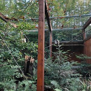 Ural owl aviary