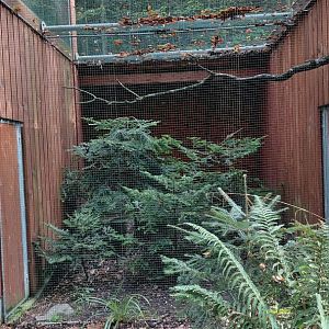 Boreal owl aviary