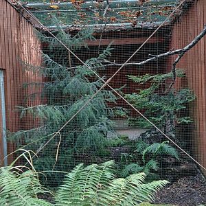 Eurasian pygmy-owl aviary