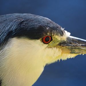 Black-crowned night heron (Nycticorax nycticorax nycticorax), 2024-03-04